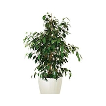 Videolu 1 Adet Benjamin Çiçeği Fidanı 55-60 Cm Saksılı Çiçekli Bodur Bitkiler Ficus Benjamina