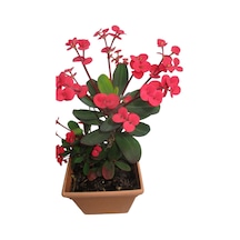 Eubhorbia İç Mekan Dikenler Tacı Prenses Pembe Mini Boy Yavru 8.5cm /şuan Çiceksizdir