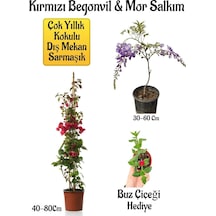 Kırmızı Begonvil Çiçeği+mor Salkım Ağacı Fidanı Buz Çiçeği Bahçe Peyzaj Seti