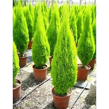 Limon Servi Cupressus Macrocarpa Goldcrest 100 Cm