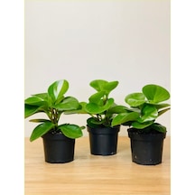 3 Adet Peperomia Umut Bitkisi Peperomya