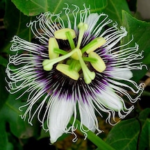 Eko Paket Passiflora Çiçeği Tohumu Çarkıfelek Tohumu 25 Tohum+Hed
