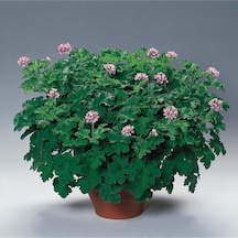 Videolu Itır Sardunya Fidanı 20-40 Cm Saksılı Çiçekli Bodur Bitkiler Geranium