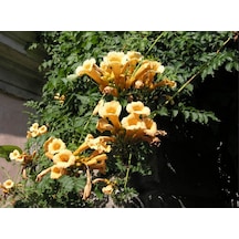 Nadir Sarı Acem Borusu Çiçeği Tohumu 4 Tohum