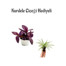 Kadınlar Gününe Özel Mor Telgraf- Kara Sevda Çiçeği Kurdele Çiçeği Hediyeli