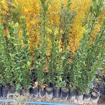 Tüplü Defne Fidanı 90-110cm N11.20718