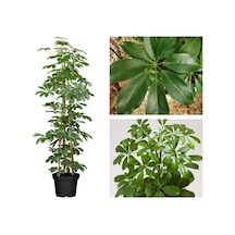 Yeşil Şeflera Tek Dallı Salon Bitkisi Schefflera 70-80 Cm Iç Mekan Bitkisi
