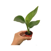 Mini Saksıda Starliçe Cennet Kuşu Çiçeği 5 15 Cm 1 Adet Salon Bitkisi Strelitzia Nicolai