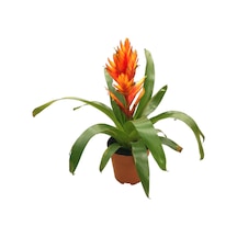 Vriesea Intenso 'Orange' (Alev Kılıcı Çiçeği) Ø12 CM Y30-35 CM