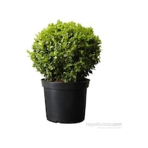 Sütun Taflan Yarı Bodur Çit Bitkisi Roket Şimşir Fidanı Green Spire 10-20 Cm