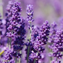 Lavanta Tohumu Yerli Lavandula 100 Adet N11493