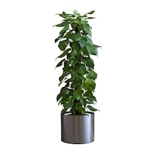 Safestore Saksı Çiçek Duvar Çıkartması, İç/dış Mekan Kullanımı, Siyah Renk, 90 Cm X 30 Cm Çok Renkli