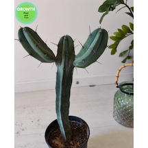 Blue Myrtle İki Kollu Kaktüs 1 Adet