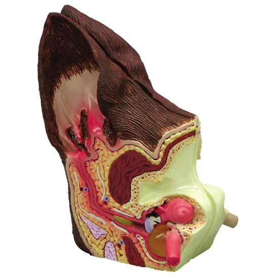 Köpek Kulağı -köpek Kulağı Modeli - Hayvan Anatomisi Modeli - Köpek Kulak Maketi 01