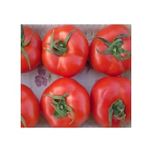 Tane Salkım Domates Tohumu - 2274-3 Gram