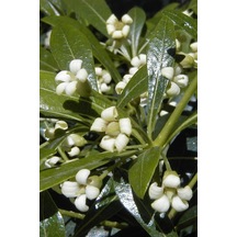 Yıldız Çalısı | Pittosporum