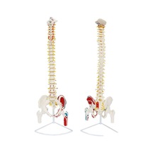 Femur Eklemli Omurga Iskeleti 85 Cm Yarım Kas. Omurlik Sinir Mod