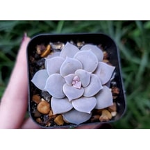 10 Adet Graptopetalum Pentandrum Succulent Tohumu