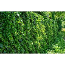 Duvar Sarmaşığı Hedera Helix 80-100 Cm