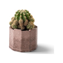 Zevli Ateliera El Yapımı Beton Saksı + Canlı Sukulent & Kaktüs Koleksiyonu Kızıl Toprak, Geo, Echinopsis Oxygona Kaynana Topuzu