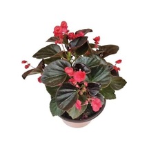 Şeker Begonyası Fidanı 10-20 Cm Kırmızı