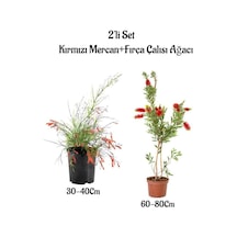 Kırmızı Renk Mercan Çiçeği Fidanı+fırça Çalısı Ağacı Fidanı 2'li Set Bahçe Bitkisi