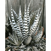 Haworthia Attenuata Albino 20 Adet