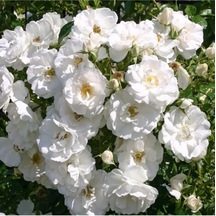 Beyaz Sarmaşık Gül Fidanı Kokulu 90 140 Cm Saksılı Aşılı Gül White Rose