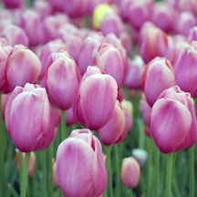 Holland Beauty Lale Soğanı 5  Adet