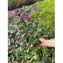 Canlı Dolgun Formlu Mor Renk Begonvil Çiçeği 40-60cm Purple Bougainvillea