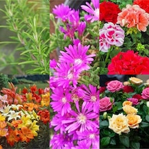 Videolu Renkli 5 Çeşit 5 Adet Kabristan Çiçek Seti 40-80cm Saksılı Chrysanthemum