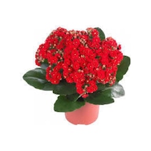 Kalanşo Çiçeği Kalanchoe Çiçeği Bitki Ev Ofis Bitkisi Kırmızı 20-25 Cm