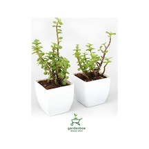 Yeşim Para Çiçeği 2 Adet Dekoratif Canlı Bitki 10-15cm Crassula