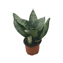 Sansevieria Zeylanica Paşa Kılıcı Ø10,5 Cm H15-20 Cm