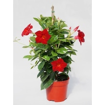 Kırmızı Mandevilla Sarmaşık Bitkisi 30 60 Cm Saksıda Gösterişli Çiçekli Tırmanıcı
