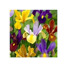 Golden Beauty Iris Süsen Soğanı - 10 Adet