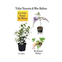 Kokulu Yıldız Yasemin Çiçeği+mor Salkım Ağacı Fidanı Itır Çiçeği Peyzaj Seti
