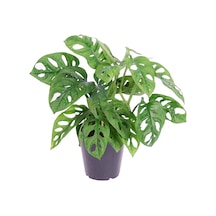 Delikli Devetabanı (Monstera Adansonii Monkey) Saksılı