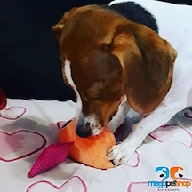 Pawise Peluş Oyuncak - Orange Açık Bej