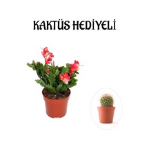 Çok Avantajlı Hediyelik Kırmızı Renk Yılbaşı Çiçeği Sevgililer Gününe Özel Kaktüs Hediyeli