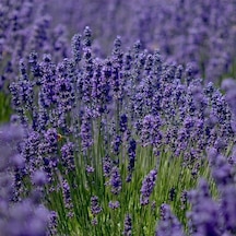 Lavandula Angustifolia Lavanta Çiçeği Tohumu 25000 Tohum N118552