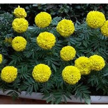 50 Adet Tohum Hobi Bahçe Balkon Sarı Karanfil Çiçek Mezarlık Kabi