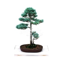 Ithal Nadir Bodur Mavi Selvi Bonzai Ağacı Tohumu 5 Tohum Bonsai Tohumu