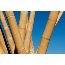 Bambu Çubuk Bambu Çubukları 26-28 Mm Bambu Çubuk Çeşitleri Kalın