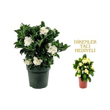 Videolu 1 Adet Kadınlar Günü Özel Mis Gardenya Çiçeği 20-35cm Saksılı Dikenler Tacıhediye Gardenia