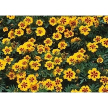 Sarı Kırmızı Tagetes Çiçeği Tohumu 20 Adet