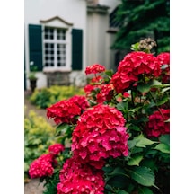 Videolu Kırmızı Ortanca Çiçeği Fidanı 40-60 Cm Saksılı Çiçekli Bodur Bitkiler Hydrangea