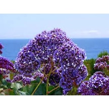 50 Adet Tohum Nadir Deniz Lavantası Çiçeği Mezar Kabir Çiçeği Sak