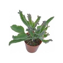 Kalanchoe Delagoensis Aşkın Gözyaşı Sukulent 10-20 Cm