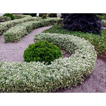 Alaca Taflan Fidanı 30-50 Cm Euonymus Japonica Variegata Da